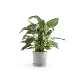 5413724301271_11-Amsterdam-20-White-Grey