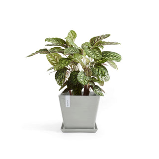 5413724301325_13-Rotterdam-30-White-Grey