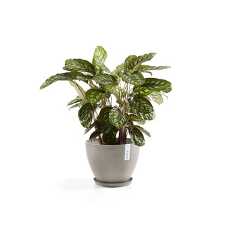 5413724303510_11-Antwerp-50-Taupe