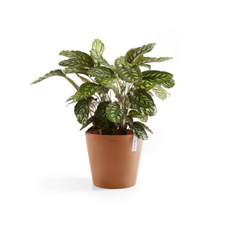 5413724304227_03-Amsterdam-40-Terra-Cotta