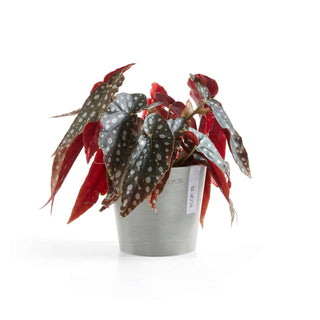 5413724313489_02-Amsterdam-13-White-Grey