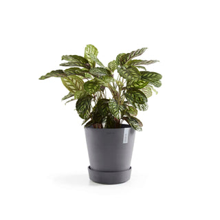 5413724313595_04-Saucer-Wheels-40-Grey