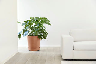 5413724313663_90-Saucer-Wheels-50-Terra