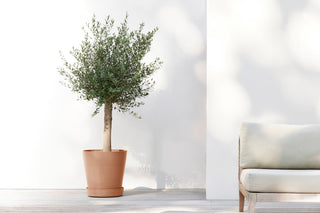 5413724313663_91-Saucer-Wheels-50-Terra