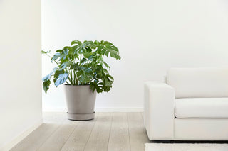 5413724315049_90-Saucer-Wheels-50-Taupe