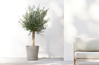 5413724315049_91-Saucer-Wheels-50-Taupe