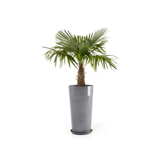 5413724316336_12-Amsterdam-High-76-Grey