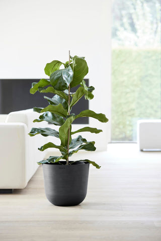 5413724318132_92-Oslo-35-Water-Reservoir-Dark-Grey