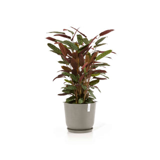 5413724318149_11-Oslo-35-Water-Reservoir-Taupe