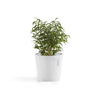 5413724325314_01-Amsterdam-17-Pure-White