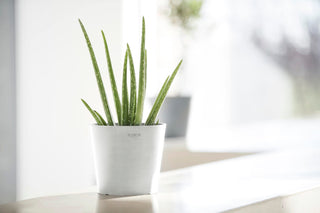 5413724325314_91-Amsterdam-17-Pure-White