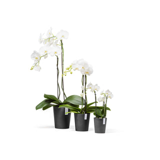 5413724325734_41-Morinda-17-Dark-Grey