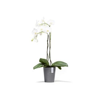 5413724325758_01-Morinda-17-Grey