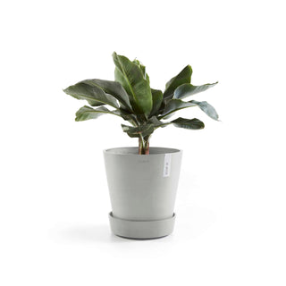 5413724326502_03-Saucer-Wheels-30-White-Grey