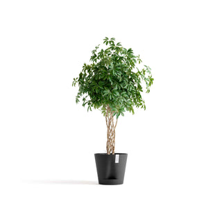 5413724329510_01-Venice-2-40-Dark-Grey