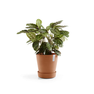 5413724330257_04-Saucer-Wheels-60-Terra-Cotta