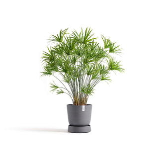 5413724330318_11-Saucer-Wheels-Oslo-35-Grey