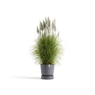 5413724330325_11-Saucer-Wheels-Oslo-45-Grey