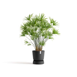 5413724330349_11-Saucer-Wheels-Oslo-35-Dark-Grey