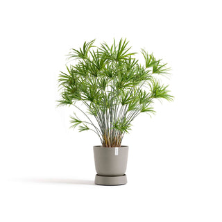 5413724330370_11-Saucer-Wheels-Oslo-35-Taupe