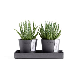 5413724331162_02-Display-Platter-20-2x-Amsterdam-8-Grey