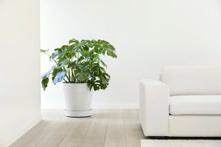 5413724332893_90-Saucer-Wheels-50-Pure-White