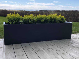 Bekkevik kassa med grønne planter