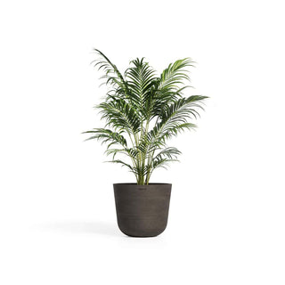 Bolin terracotta potte i antique med grønn plante.