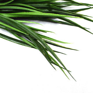 Long Stem River Grass Plant Plus 39CM UV FR