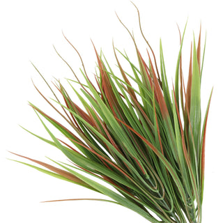 Brown and Green Edge Plant 35CM