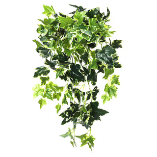 White Green Sweet Potato Hanging Bush 80CM Length Indoor