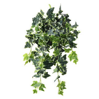 White Green Sweet Potato Hanging Bush 80CM Length Indoor
