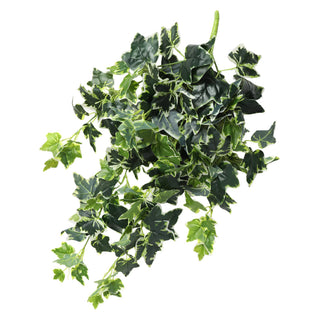White Green Sweet Potato Hanging Bush 80CM Length Indoor