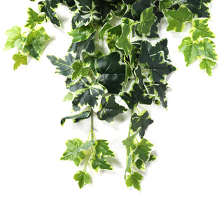 White Green Sweet Potato Hanging Bush 80CM Length Indoor