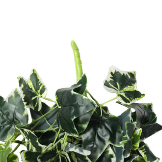 White Green Sweet Potato Hanging Bush 80CM Length Indoor