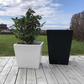 Havik krukka med grønn plante