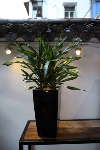 Ices small selvvanningspotte, sort, med plante