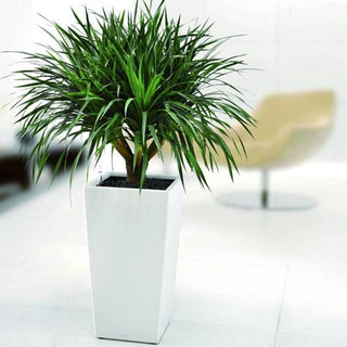 Ices small selvvanningspotte med plante