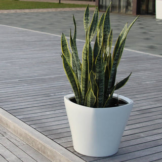 Oceans large, selvvanningspotte i hvit med grønn plante.