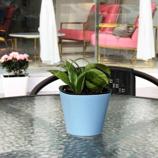 Oceans xxs med grønn plante