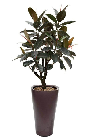 Oxygen large, coffee, med grønn plante