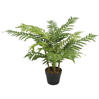 Artificial Cyathea Spp 80CM Indoor