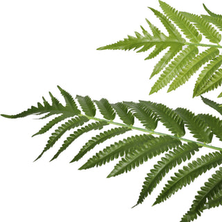 Artificial Cyathea Spp 80CM Indoor