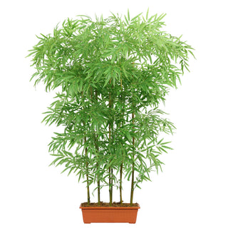 Bamboo fence Real bamboo Trunk with PE Leafs 180CM Height