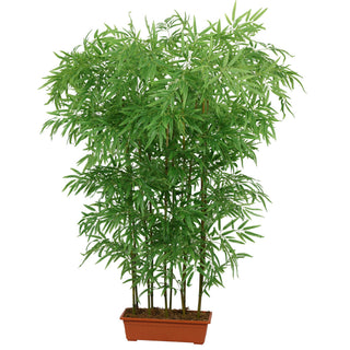 Bamboo fence Real bamboo Trunk with PE Leafs 180CM Height