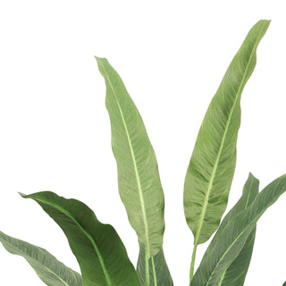 Artificial Traveler's Banana Tree 125CM