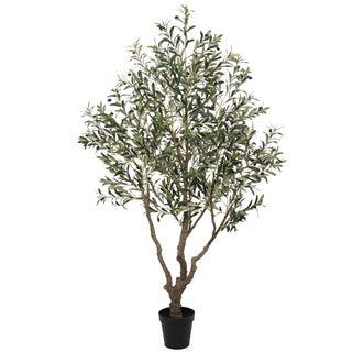 Olive Tree Disassembled 210CM Indoor KD