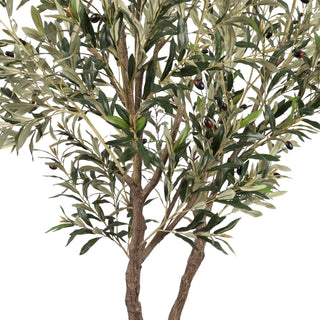 Olive Tree Disassembled 240CM Indoor KD
