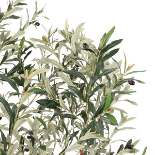Olive Tree Disassembled 240CM Indoor KD