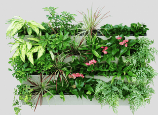 Frontvisning av HydroFall plantevegg med frodige grønne planter.